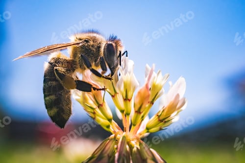 Preview: Closeup of honey bee at work on white clover flower