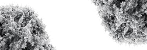 Preview: the texture of the needles is covered with hoarfrost on a white isolated background not with copy