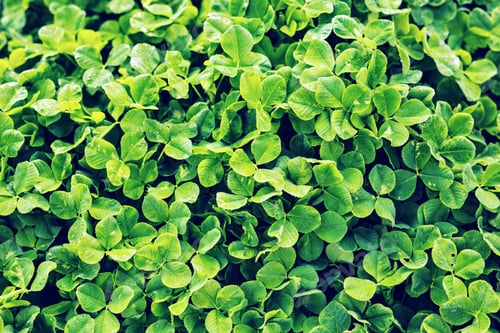 Preview: Green background with three-leaved shamrocks.