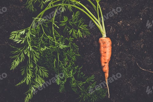 Preview: fresh carrot on the soil background