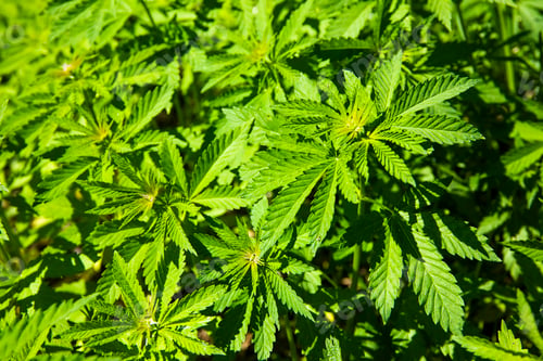 Preview: Green bushes of marijuana. Close up view of a marijuana cannabis bud