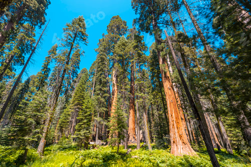 Preview: Giant trees on a summer afternoon in Sequoia National Park, California
