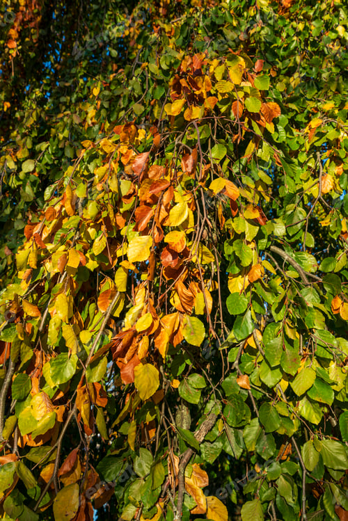 Preview: Natural background of colourful autumn leaves