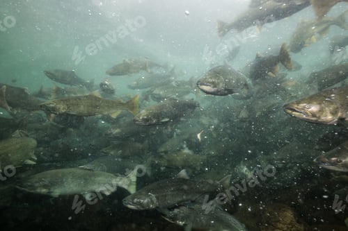 Preview: Salmon Spawning. Underwater in a River