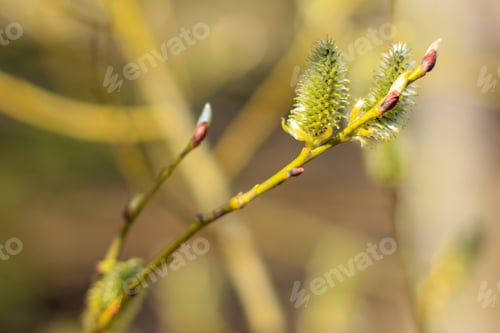 Preview: Willow branches with fluffy catkins, buds, flowers. Spring, easter background. Selective focus.