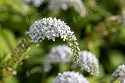 Preview: Closeup of prunus padus growing in a garden with a blurry background
