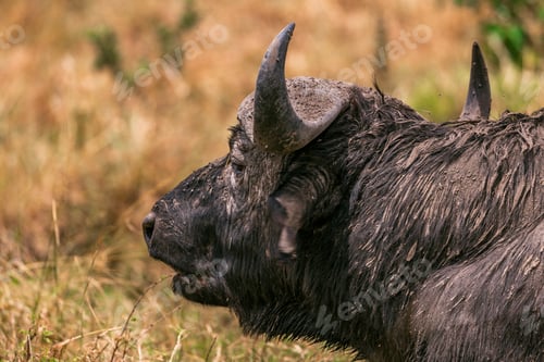 Preview: African Buffalo Wildlife Wild Animals Sub Saharan Bovine Kenya East Africa