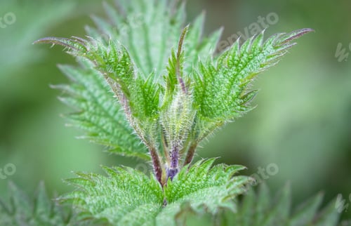 Preview: Spiky Green Plant Up Close in England