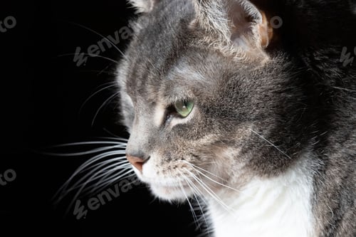 Preview: Closeup of a cute gray tabby cat face