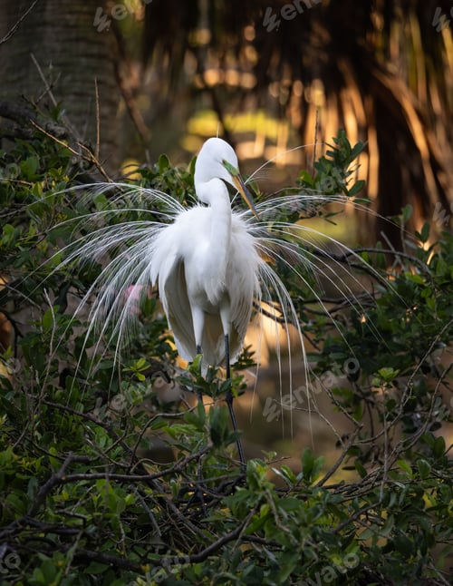 Preview: Great Egret Nesting in Florida