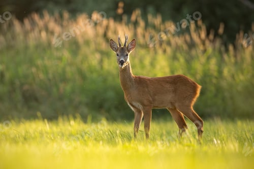 Preview: Roe deer buck in natural peaceful environment lit by evening light