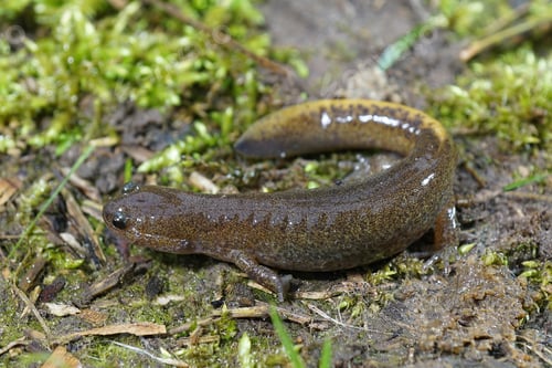 Preview: Close up of juvenile Mitsjama salamander, Hynobius nebulosus