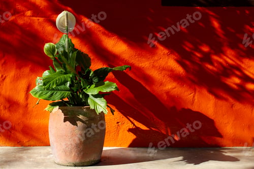 Preview: Cradle of Moses plant, in terracotta pot, with orange background and leftover trees