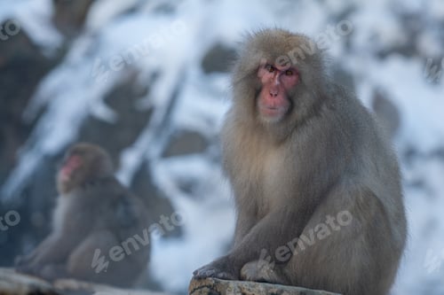 Preview: Japanese snow monkey near of onsen hot springs at winter. Wild macaque Japan