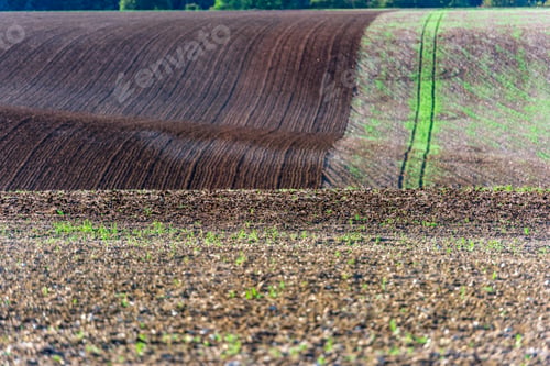 Preview: Agricultural field on a hill with young sprouts