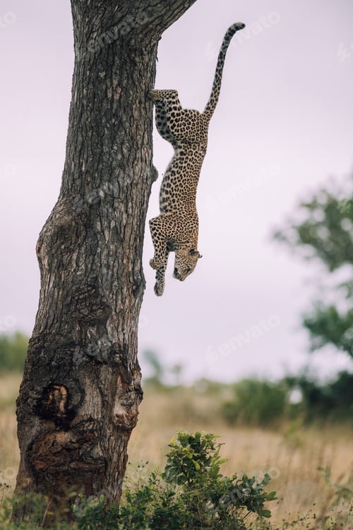 Preview: A leopard, Panthera pardus, climbs down a tree