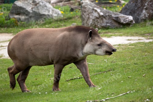 Preview: Tapir in a clearing