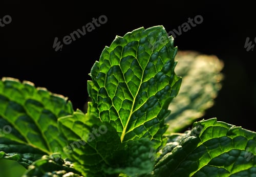 Preview: Mint leaves with sunlight
