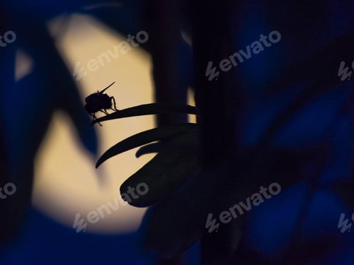 Preview: Mysterious shot of an insect silhouette moving in the dark