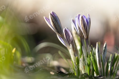 Preview: Blue violet crocus blooming on field, selective focus, blurred background with sun light. Springtime