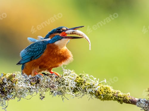Preview: Small kingfisher perched on a moss-covered branch outdoors.