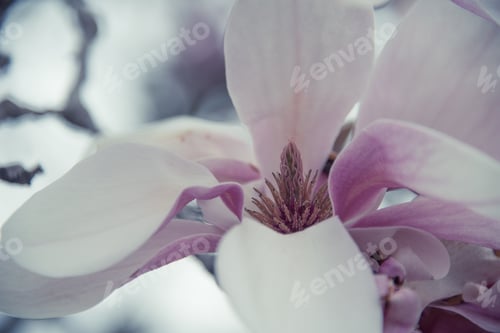 Preview: Purple Flowers