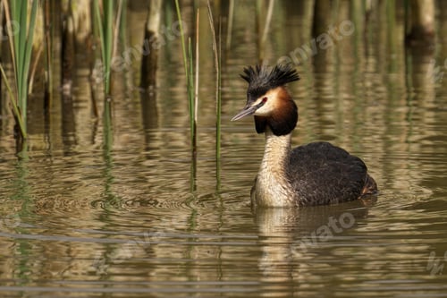 Preview: Great Crested Grebe swimming in a pond near grass
