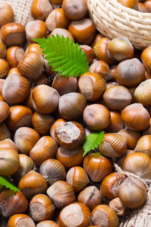 Preview: Freshly harvested hazelnuts with vibrant green leaves during autumn season