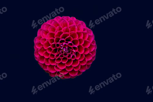 Preview: Red flower