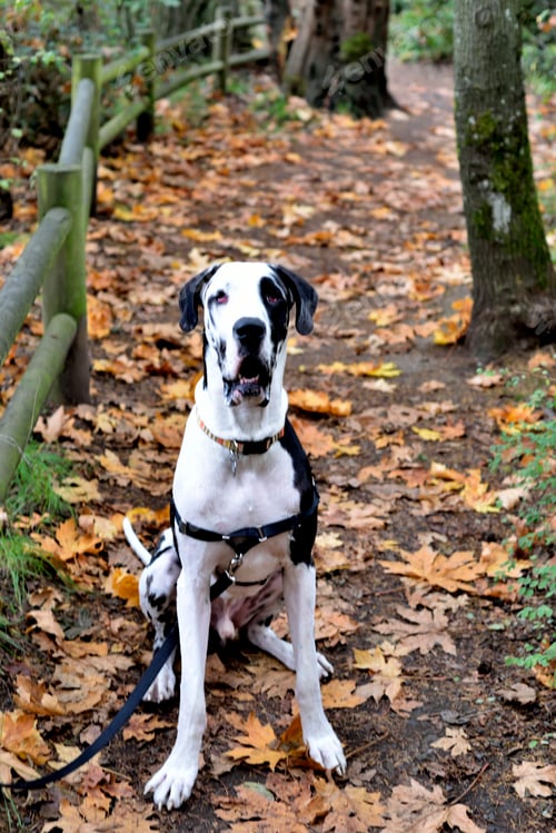 Preview: Great dane dog on autumn hiking trail