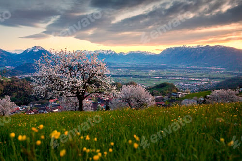 Preview: Sunset View with Cherry Blossoms in Fraxern