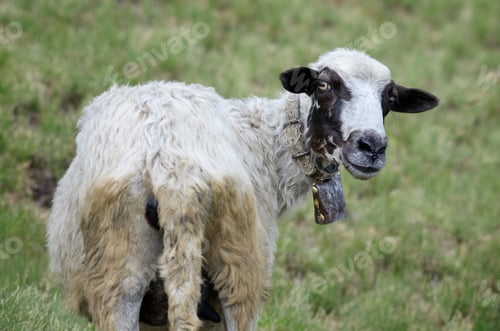 Preview: Funny sheep with a bell turned around