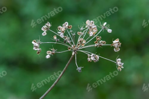 Preview: Flowers in the forest on green background. Sunny autumn day. Front view.