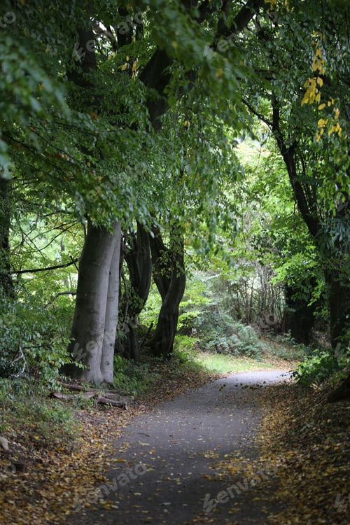 Preview: Picturesque path through a dense forest of lush greenery