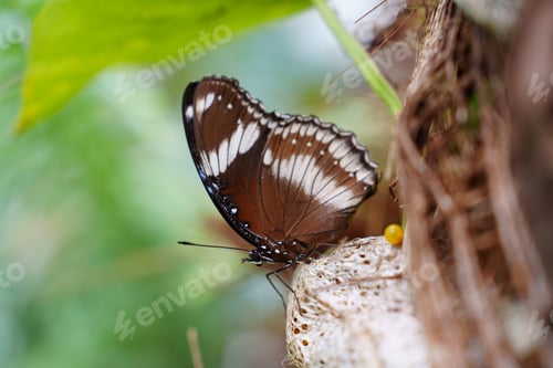 Preview: Closeup of a beautiful butterfly on a branch with green leaves in the background