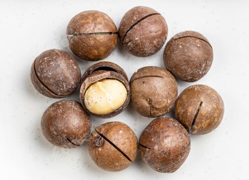 Preview: several sawn and shelled macadamia nuts on gray
