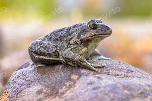 Preview: Eastern spadefoot toad in natural habitat