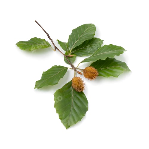 Preview: Fresh beech tree twig with a pair of beech nuts on white background