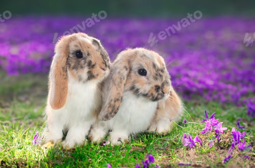 Preview: rabbit in lavender