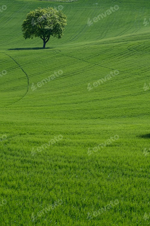 Preview: Green grassy field and a lonely tree on a sunny day