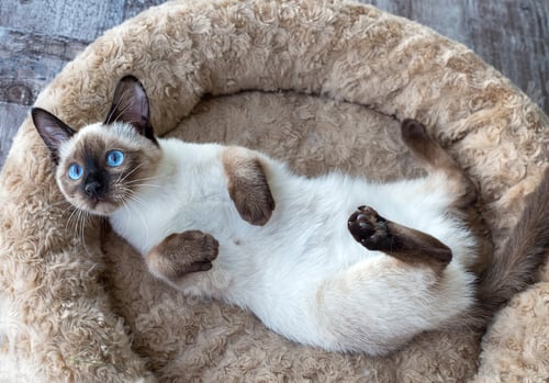 Preview: Cute kitten siamese cat indoor