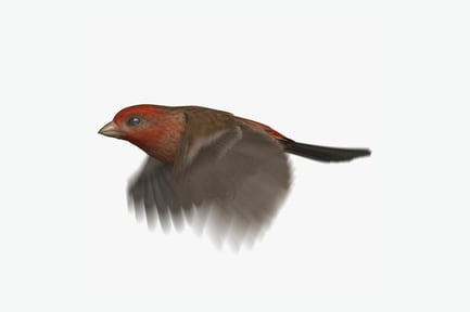 Preview: Animated House Finch: Realistic Flying Bird