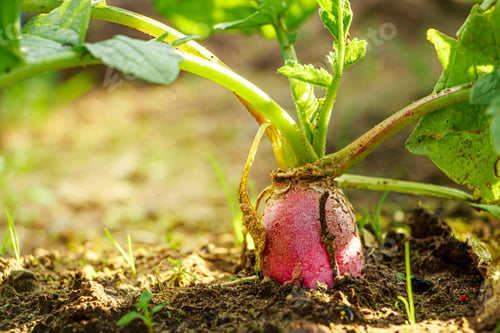 Preview: Ripe radish in ground.