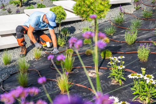 Preview: Gardener Planting Flowers and Herbs in a Well-Designed Landscape With Irrigation in Bright Sunlight