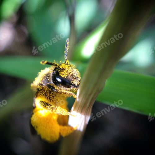 Preview: Very close shot of bee loaded of pollen on a green plant during springtime