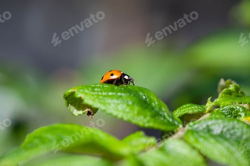 Preview: a lady bug sitting on top of green leaves of plant