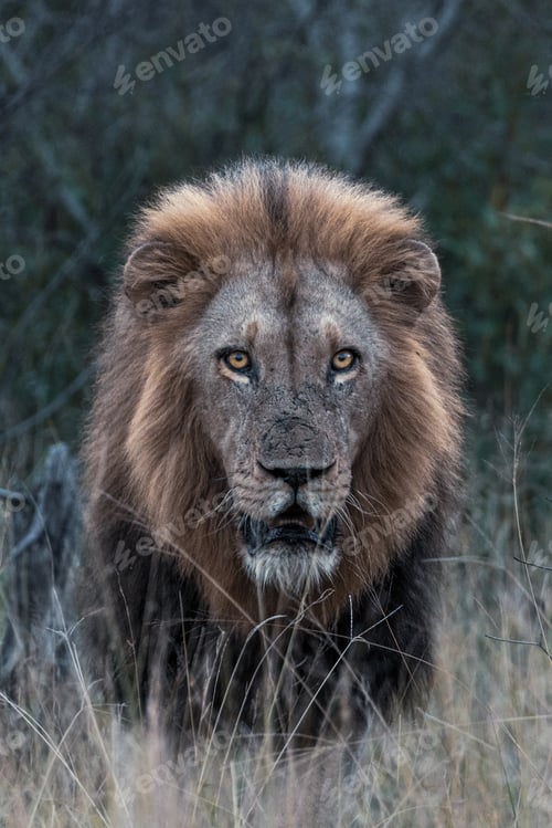 Preview: Lion, Panthera leo, portrait of a male lion during an evening patrol.