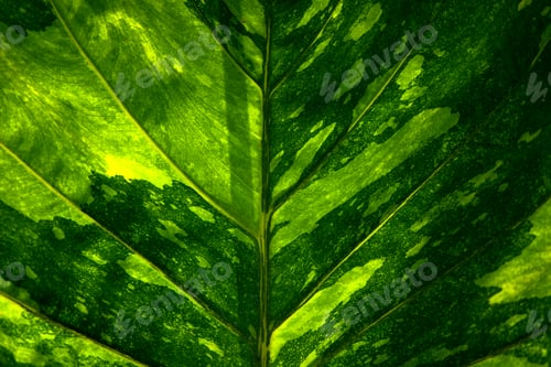 Preview: Background of the natural pattern of leaf