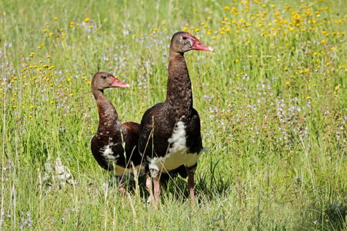 Preview: Spur-winged geese in natural habitat