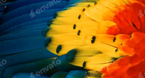 Preview: close up of Scarlet macaw bird's feather